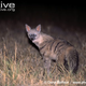 Illustration for article titled Wednesday Hyena - Proteles cristata Edition